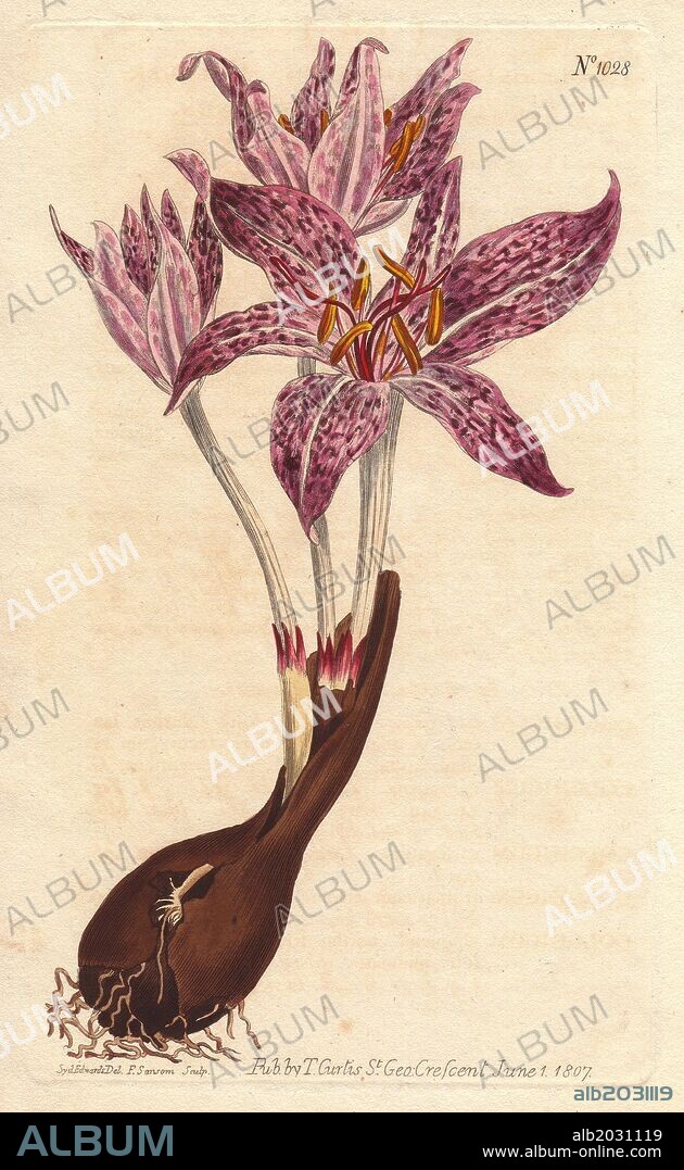 Chequer-flowered meadow saffron, with bulb and numerous purple flecked flowers.. . Colchicum variegatum. . Handcolored copperplate engraving from a botanical illustration by Sydenham Edwards from William Curtis's "Botanical Magazine" 1790-1800.