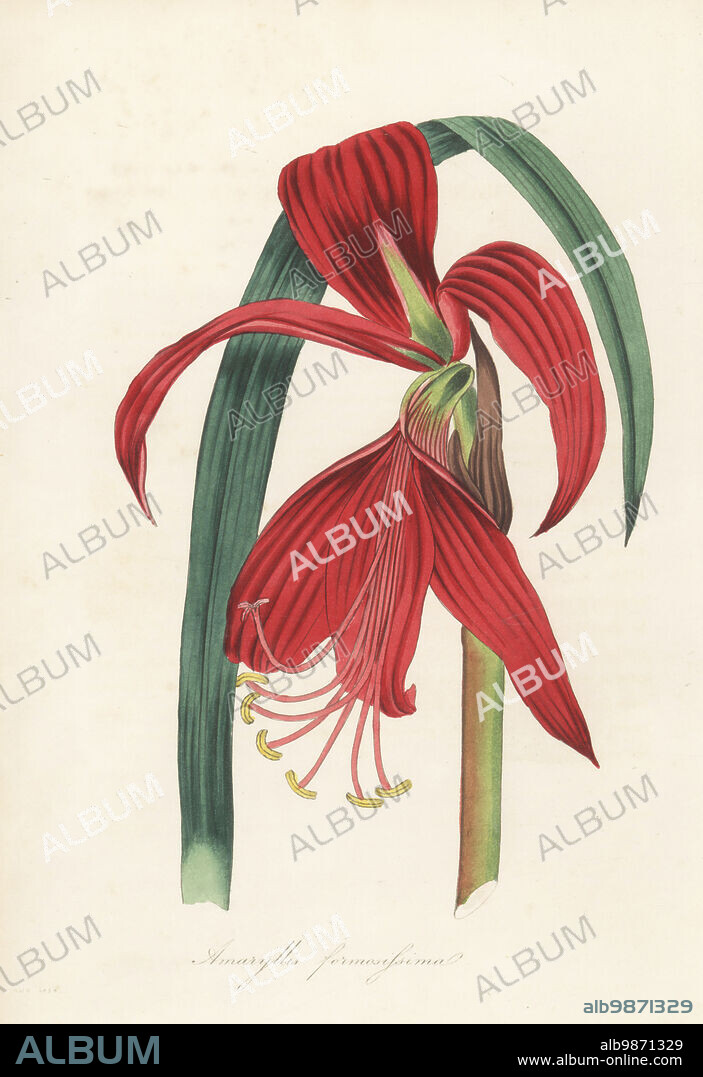 Aztec lily, Sprekelia formosissima. Native to Mexico, named for Johann Heinrich von Spreckelsen. Crimson jacobea lily, Amaryllis formosissima. Handcoloured engraving from Joseph Paxtons Magazine of Botany, and Register of Flowering Plants, Volume 1, Orr and Smith, London, 1834.