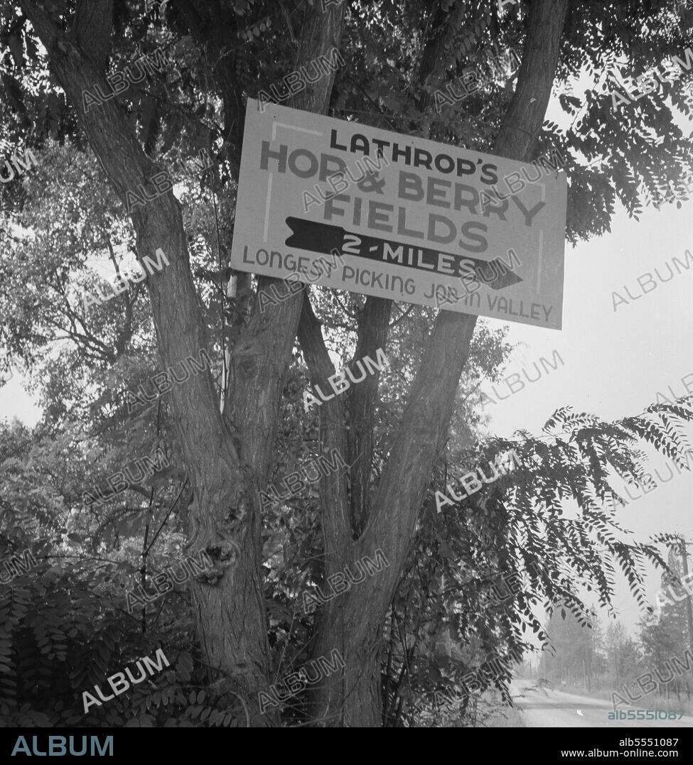 DOROTHEA LANGE. Oregon. Josephine County, near Grants Pass. On road off main highway, leading to Roque River. Hop farms picker: "But they don't say what they pay.".