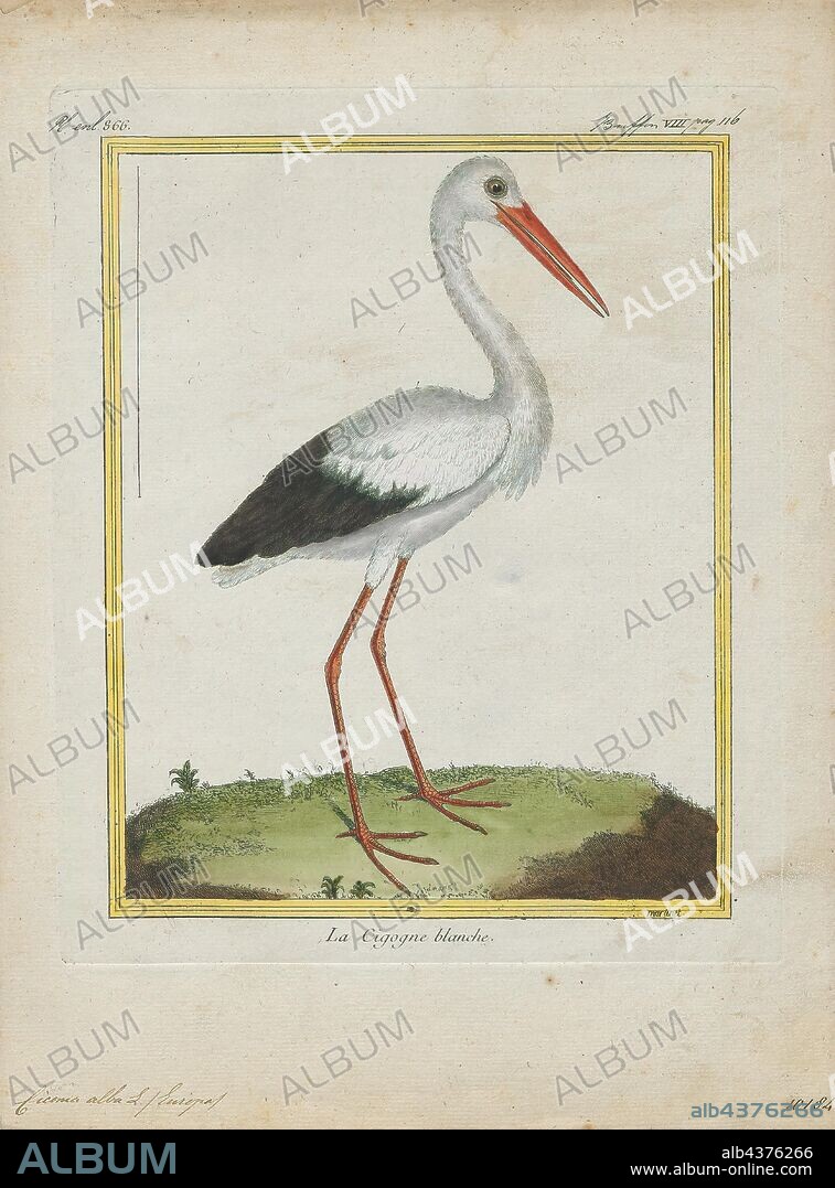 Ciconia alba, Print, The white stork (Ciconia ciconia) is a large bird in the stork family Ciconiidae. Its plumage is mainly white, with black on its wings. Adults have long red legs and long pointed red beaks, and measure on average 100–115 cm (39–45 in) from beak tip to end of tail, with a 155–215 cm (61–85 in) wingspan. The two subspecies, which differ slightly in size, breed in Europe (north to Finland), northwestern Africa, southwestern Asia (east to southern Kazakhstan) and southern Africa. The white stork is a long-distance migrant, wintering in Africa from tropical Sub-Saharan Africa to as far south as South Africa, or on the Indian subcontinent. When migrating between Europe and Africa, it avoids crossing the Mediterranean Sea and detours via the Levant in the east or the Strait of Gibraltar in the west, because the air thermals on which it depends for soaring do not form over water., 1700-1880.