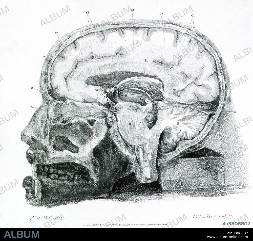 Historical illustration showing a section of the brain. From "The Anatomy of the Brain Explained in a Series of Engravings" by Sir Charles Bell, 1802. Sir Charles Bell (1774-1842) worked mainly on corpses, but he did conduct some neurological experiments on living animals, cutting or stimulating nerves to determine the localization of brain function: he could see no other means of demonstrating his belief in the differential function of the cerebrum and cerebellum, based on his work as a dissector. He established the basic distinction between anterior and posterior roots of the spinal nerves, which were later shown to govern movement and sensation respectively.