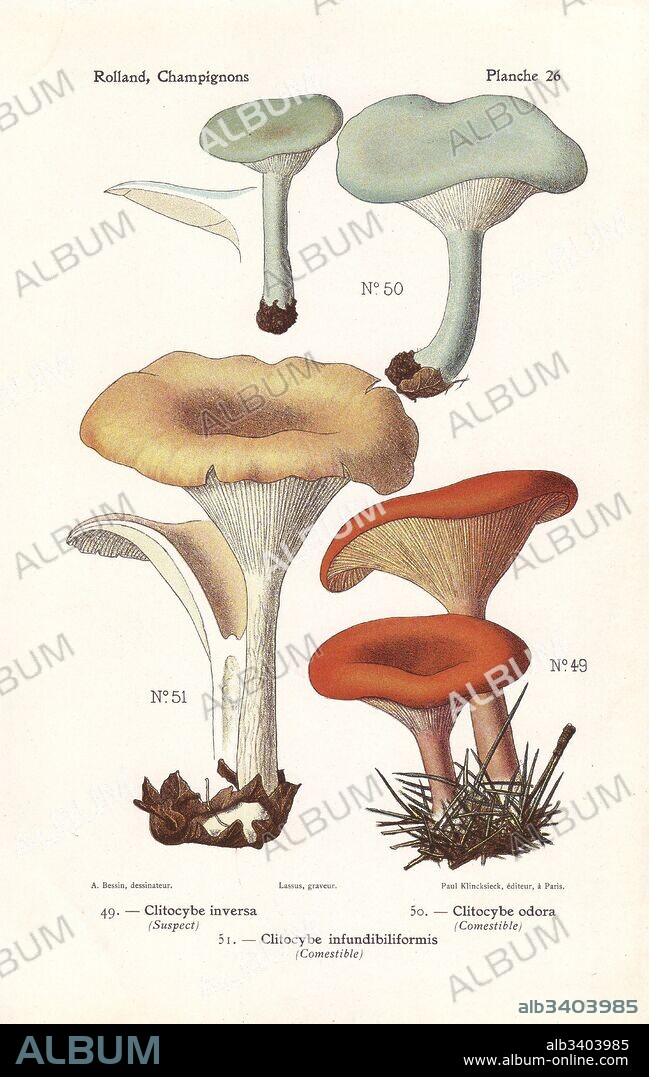 Tawny funnel cap, Lepista flaccida (Clitocybe inversa, Clitocybe infundibiliformis) and aniseed toadstool, Clitocybe odora. Chromolithograph by Lassus after an illustration by A. Bessin from Leon Rolland's Guide to Mushrooms from France, Switzerland and Belgium, Atlas des Champignons, Paul Klincksieck, Paris, 1910.