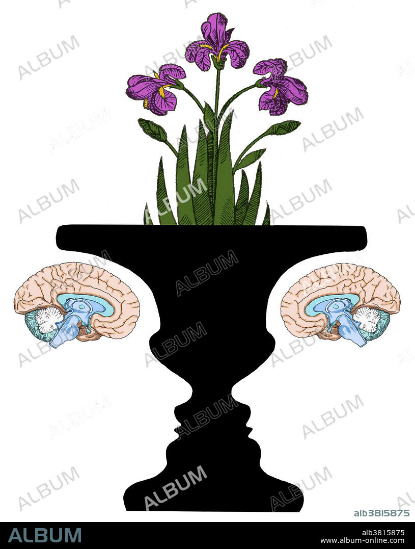 Conceptual illustration of brains and a plant superimposed on the optical illusion of a Rubin vase. The Rubin vase is a famous set of ambiguous or bi-stable (i.e., reversing) two-dimensional forms developed around 1915 by the Danish psychologist Edgar Rubin. A viewer sees the image either as two faces looking at each other in front of a black background, or as a black vase. The shape of the image depends on the side of the line a viewer chooses as part of the figure. This is important because the human brain has in general just one object in the field of perception and the other objects go into the background.