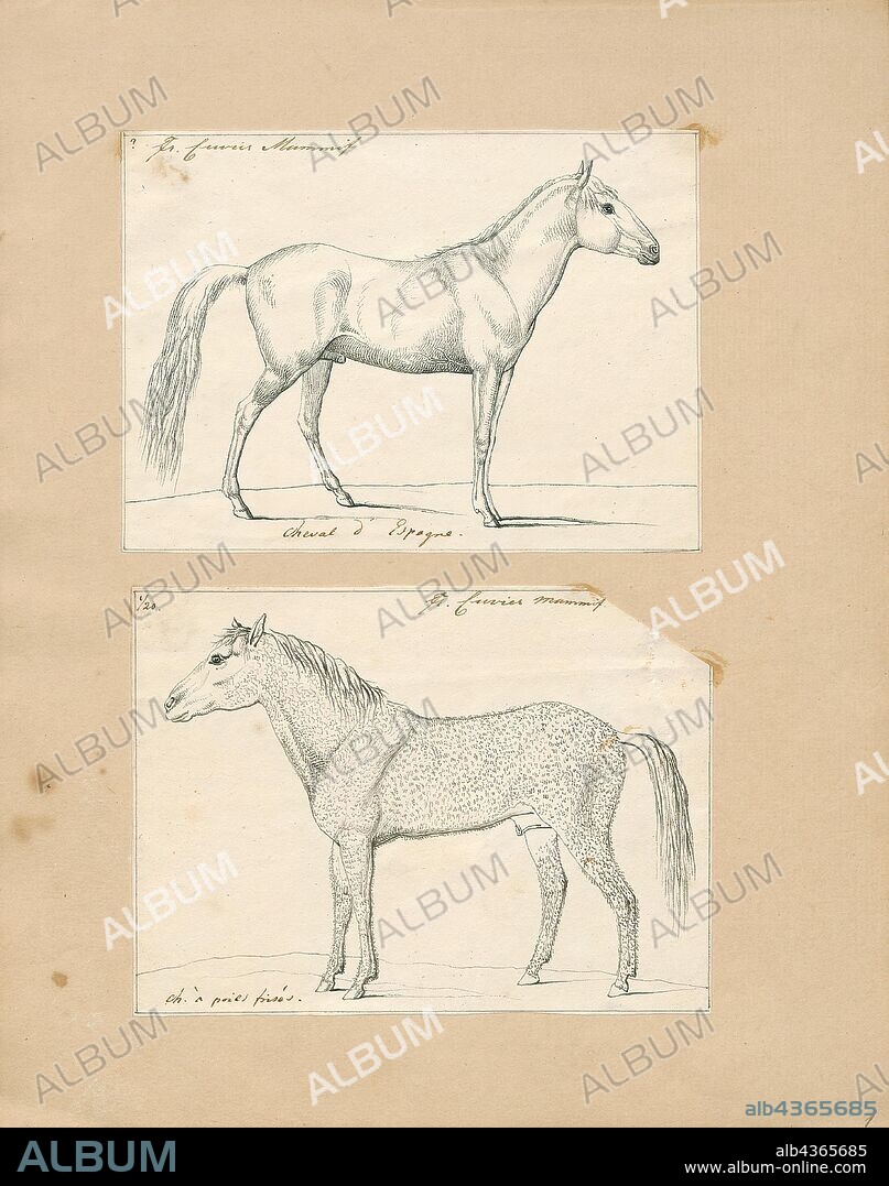 Equus caballus, Print, The horse (Equus ferus caballus) is one of two extant subspecies of Equus ferus. It is an odd-toed ungulate mammal belonging to the taxonomic family Equidae. The horse has evolved over the past 45 to 55 million years from a small multi-toed creature, Eohippus, into the large, single-toed animal of today. Humans began domesticating horses around 4000 BC, and their domestication is believed to have been widespread by 3000 BC. Horses in the subspecies caballus are domesticated, although some domesticated populations live in the wild as feral horses. These feral populations are not true wild horses, as this term is used to describe horses that have never been domesticated, such as the endangered Przewalski's horse, a separate subspecies, and the only remaining true wild horse. There is an extensive, specialized vocabulary used to describe equine-related concepts, covering everything from anatomy to life stages, size, colors, markings, breeds, locomotion, and behavior., 1700-1880.