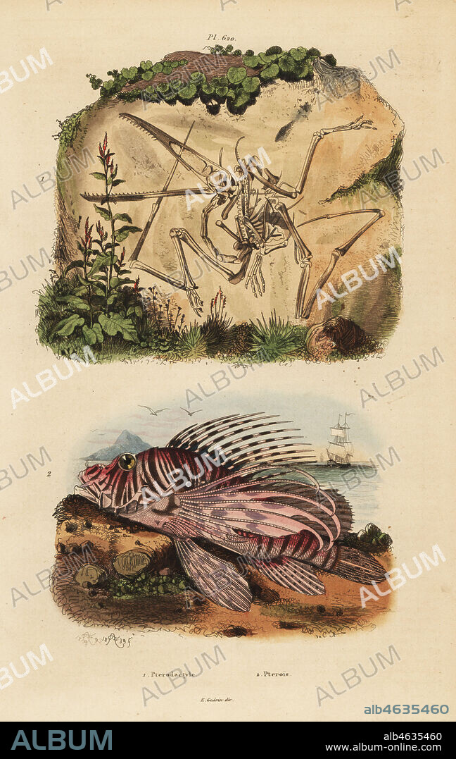 Fossil skeleton of an extinct pterodactyl, Pterodactylus antiquus, and red lionfish, Pterois volitans. Handcoloured steel engraving by du Casse after an illustration by Adolph Fries from Felix-Edouard Guerin-Meneville's Dictionnaire Pittoresque d'Histoire Naturelle (Picturesque Dictionary of Natural History), Paris, 1834-39.