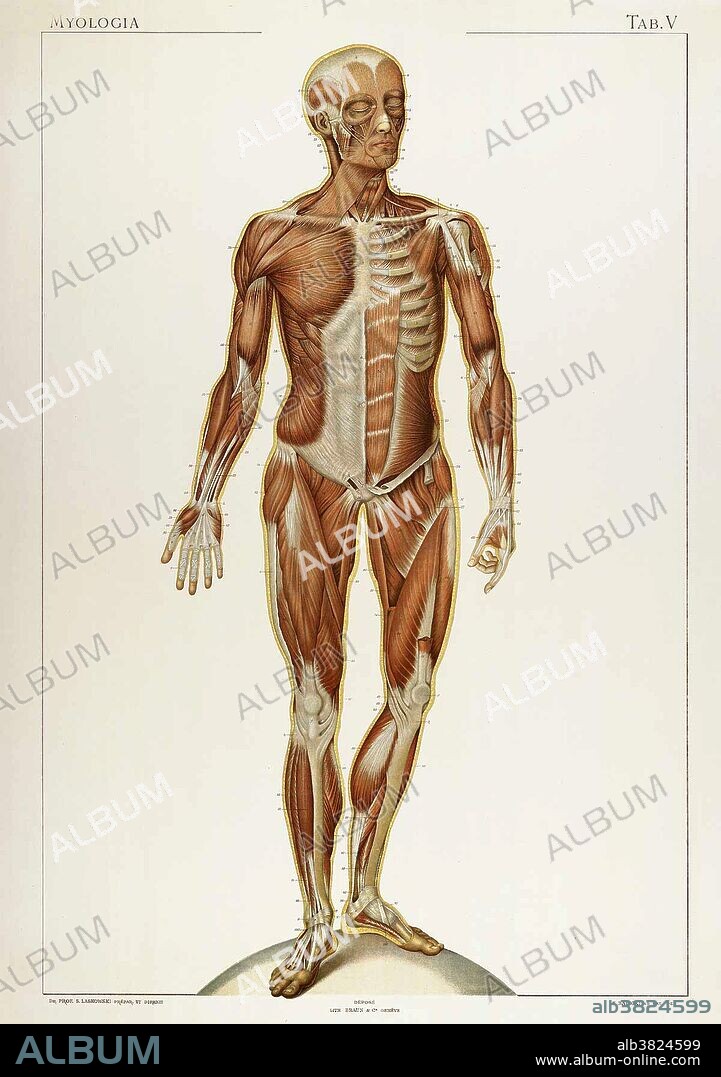 Anatomical illustration from "Anatomie Normale du Corps Humain: Atlas Iconographique de XVI Planches" by Sigismond Laskowski, with illustrations by Sigismond Balicki. published in 1894. Sigismond Laskowski (January 19, 1841 - April 15, 1928) a Polish anatomist exiled in Paris and professor of anatomy in Geneva, published in 1894 Anatomie Normale du Corps Humain with 16 color plates, prints of which were used for teaching purposes. Laskowski became a renowned embalmer and considerably improved the preservation of bodies through his inventions of arterial injection of sodium borate and glycerin, the use of phenol, and venous drainage.