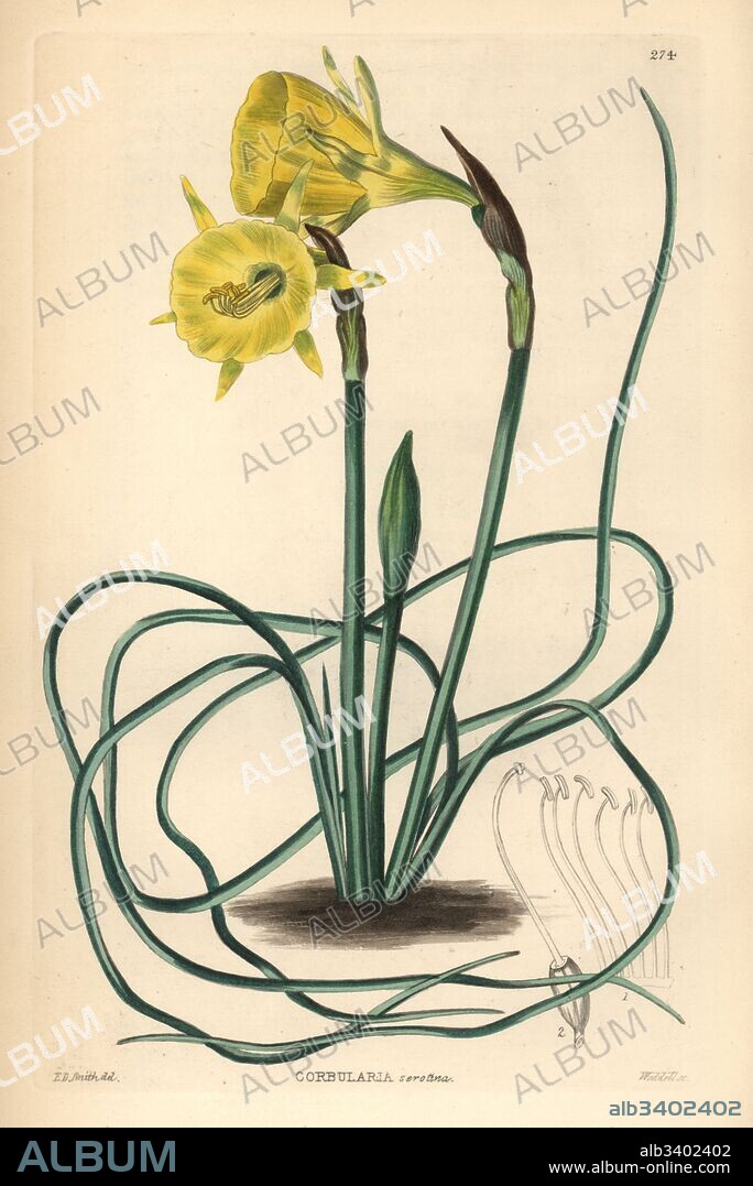 Hoop-petticoat daffodil, Narcissus bulbocodium (late-flowering hoop-petticoat daffodil, Corbularia serotina). Handcoloured copperplate engraving by Weddell after Edwin Dalton Smith from John Lindley and Robert Sweet's Ornamental Flower Garden and Shrubbery, G. Willis, London, 1854.