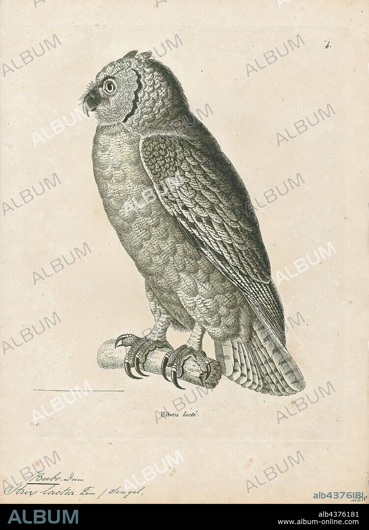 Bubo lacteus, Print, Verreaux's eagle-owl, also commonly known as the milky eagle owl or giant eagle owl, (Bubo lacteus) is a member of the family Strigidae. This species is widespread in sub-Saharan Africa. A member of the genus Bubo, it is the largest African owl, measuring up to 66 cm (26 in) in total length. This eagle-owl is a resident primarily of dry, wooded savanna. Verreaux's eagle-owl is mainly grey in color and is at once distinguished from other large owls by its bright pink eyelids, a feature shared with no other owl species in the world., 1700-1880.