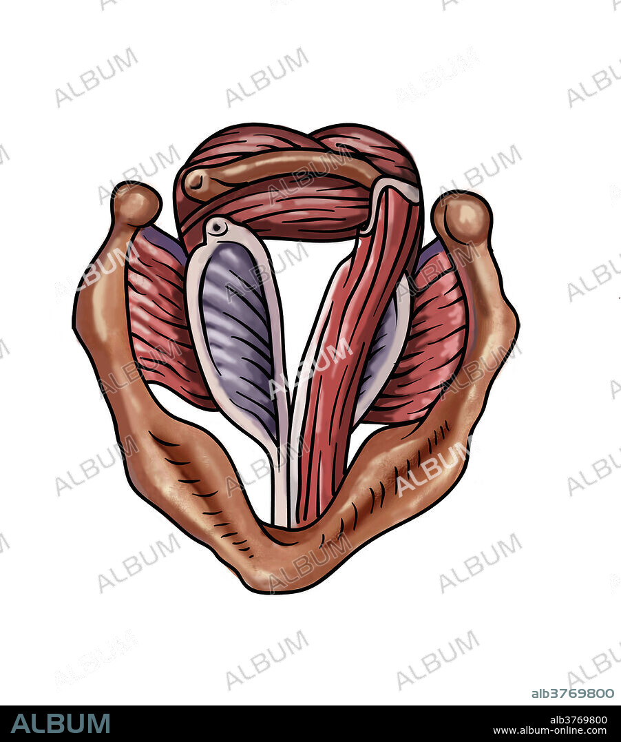 Anatomy of a Trachea.