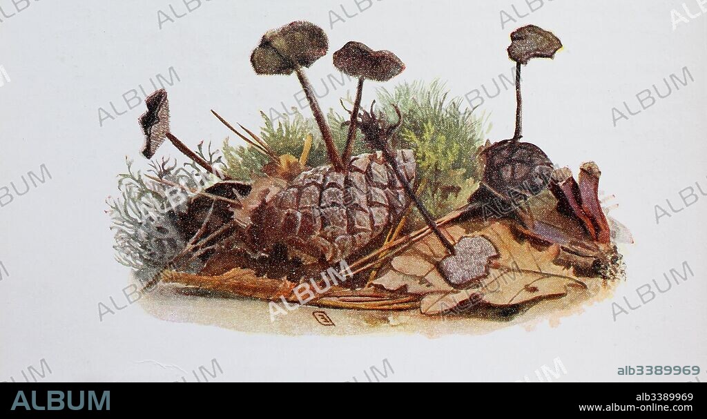 Auriscalpium vulgare, commonly known as the pinecone mushroom, the cone tooth, or the ear-pick fungus, digital reproduction of an ilustration of Emil Doerstling (1859-1940).