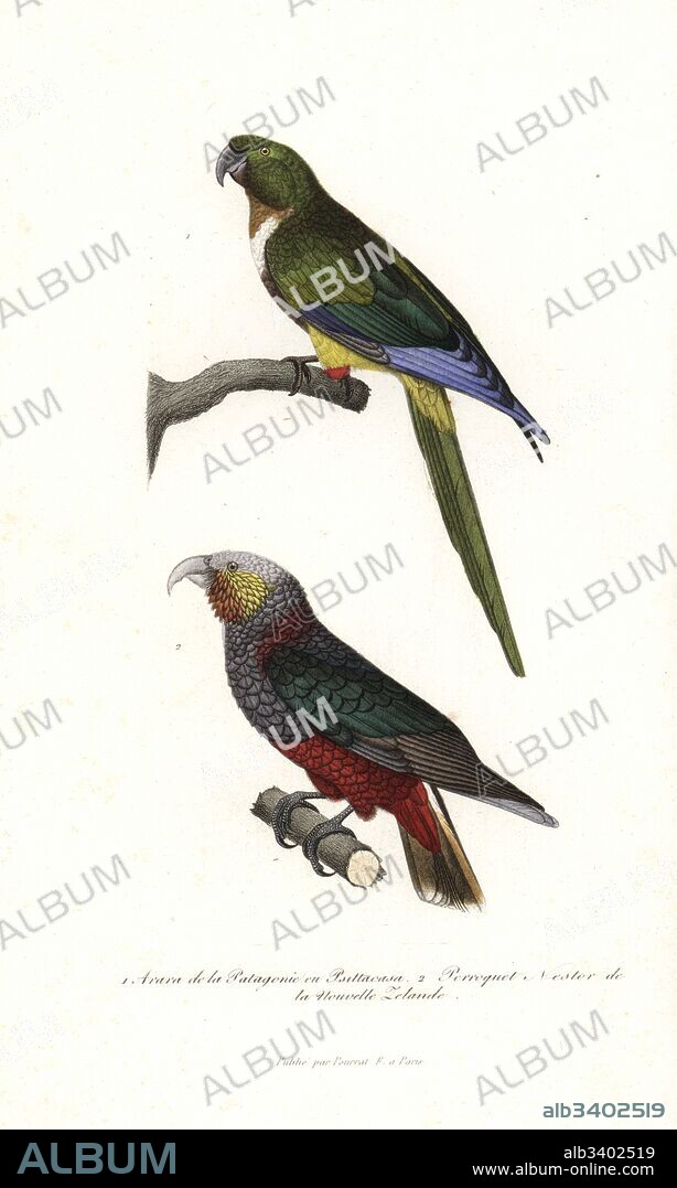 Burrowing parrot, Cyanoliseus patagonus, and New Zealand kaka, Nestor meridionalis (endangered). Handcoloured copperplate engraving from Rene Primevere Lesson's Complements de Buffon, Pourrat Freres, Paris, 1838.