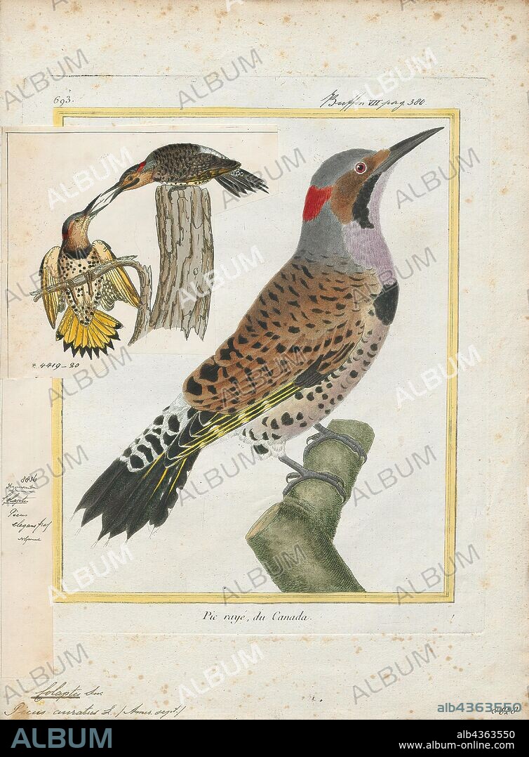 Colaptes rivolii, Print, The crimson-mantled woodpecker (Colaptes rivolii) is a bird species in the woodpecker family (Picidae). It was formerly placed in the genus Piculus but moved to the genus Colaptes after mitochondrial DNA sequencing. Its scientific name, rivolii, honors French ornithologist François Victor Masséna, second Duke of Rivoli and third Prince of Essling., 1700-1880.