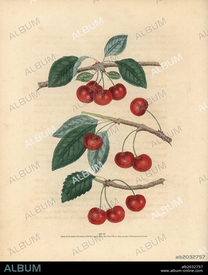 Cherry varieties, Prunus avium: Kentish or Flemish cherry, English Bearer  and Carnation Cherry. Handcoloured stipple engraving of an illustration by  George Brookshaw from - Album alb2032757