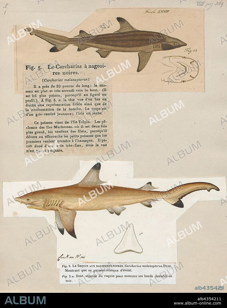 Carcharias melanopterus, Print, The blacktip reef shark (Carcharhinus melanopterus) is a species of requiem shark, in the family Carcharhinidae, easily identified by the prominent black tips on its fins (especially on the first dorsal fin and its caudal fin). Among the most abundant sharks inhabiting the tropical coral reefs of the Indian and Pacific Oceans, this species prefers shallow, inshore waters. Its exposed first dorsal fin is a common sight in the region. Most blacktip reef sharks are found over reef ledges and sandy flats, though they have also been known to enter brackish and freshwater environments. This species typically attains a length of 1.6 m (5.2 ft)., 1700-1880.