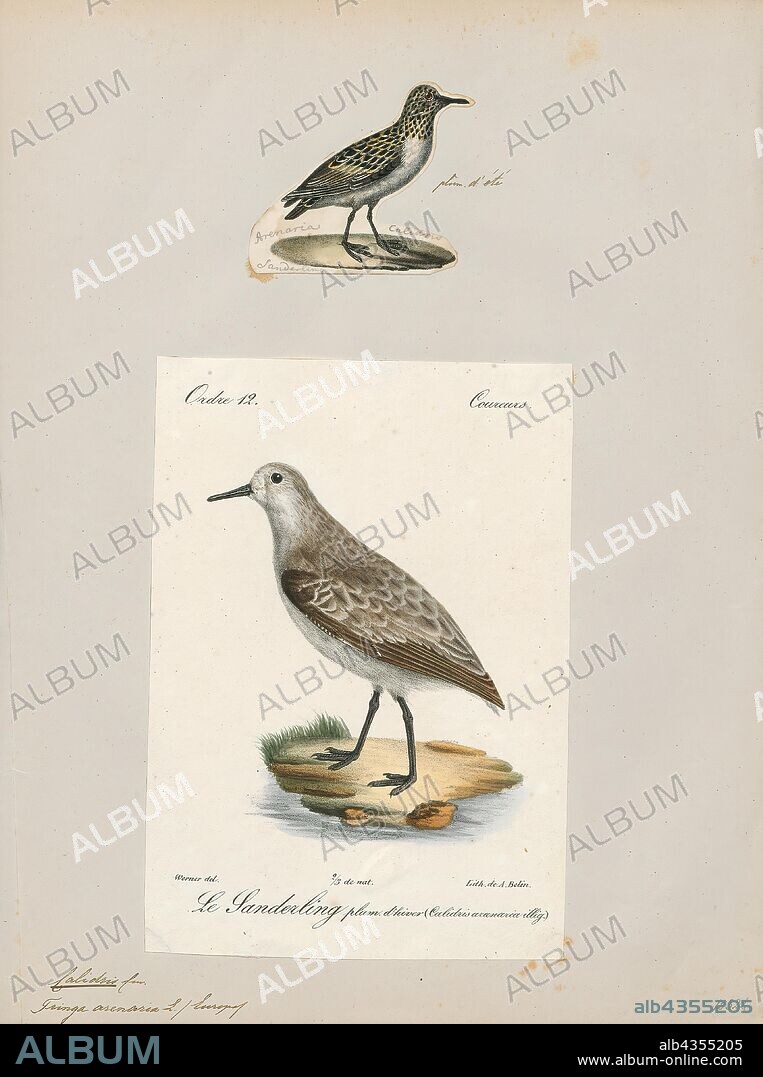 Calidris arenaria, Print, Calidris is a genus of Arctic-breeding, strongly migratory wading birds in the family Scolopacidae. The genus name is from Ancient Greek kalidris or skalidris, a term used by Aristotle for some grey-coloured waterside birds., 1700-1880.