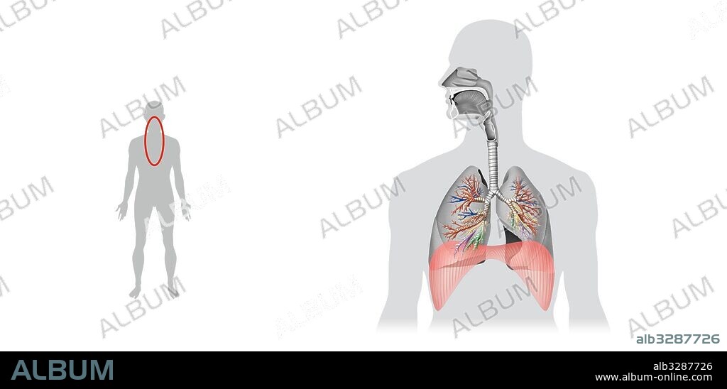 Respiratory system. Diaphragm.