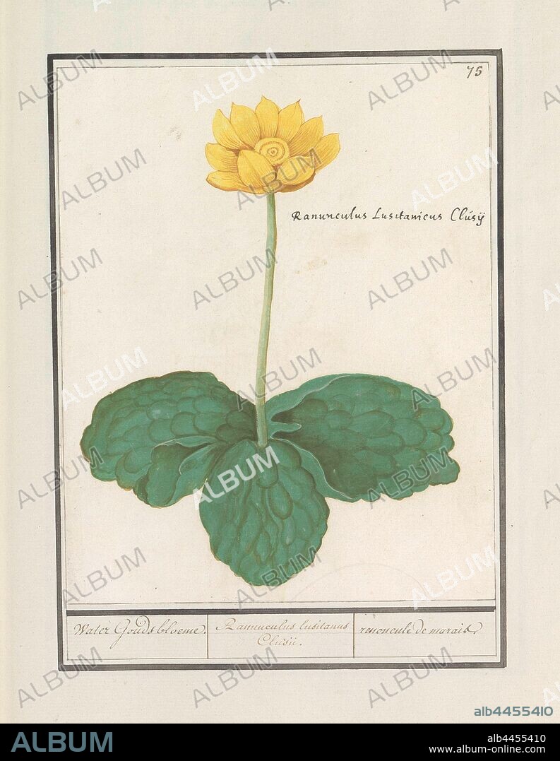 Yellow plump (Nuphar lutea), Water Gouda flower. / Ranunculus lusitanus Clusii. / renoncule de marais (title on object), Yellow floppy. Numbered top right: 75. With the Latin name. Part of the first album with drawings of flowers and plants. Eighth of twelve albums with drawings of animals, birds and plants known around 1600, commissioned by Emperor Rudolf II. With explanation in Dutch, Latin and French, flowers: water-lily, Anselmus Boetius de Boodt, 1596 - 1610, paper, watercolor (paint), deck paint, chalk, ink, pen, h 213 mm × w 170 mm.
