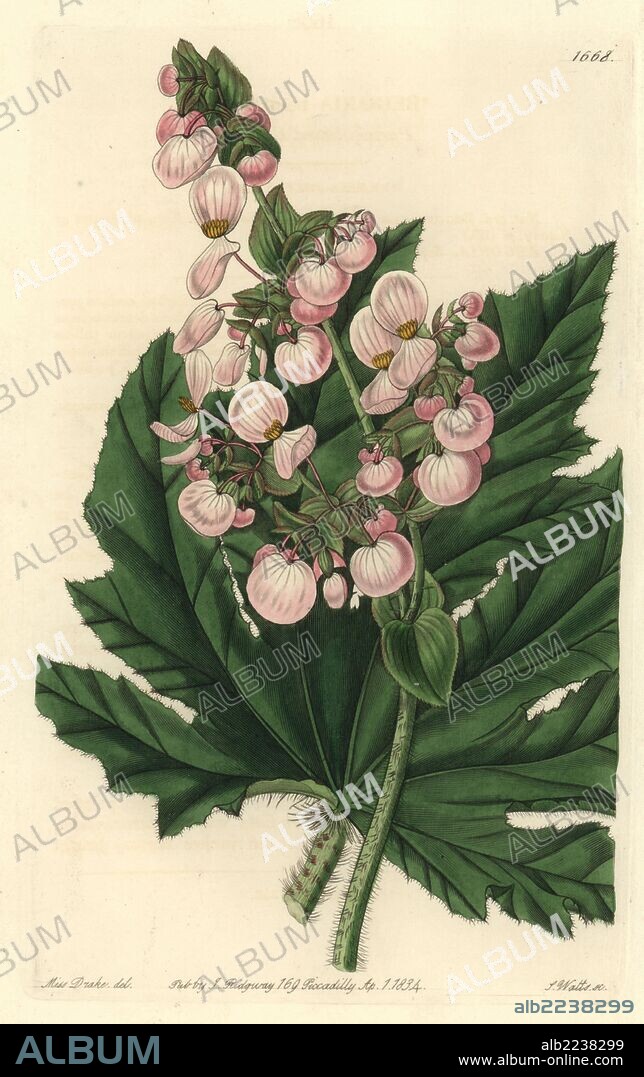 Parsnip-leaved or starleaf begonia, Begonia heracleifolia. Native to Mexico. Handcoloured copperplate engraving by S. Watts after an illustration by Miss Drake from Sydenham Edwards' "The Botanical Register," London, Ridgway, 1834. Sarah Anne Drake (1803-1857) drew over 1,300 plates for the botanist John Lindley, including many orchids.