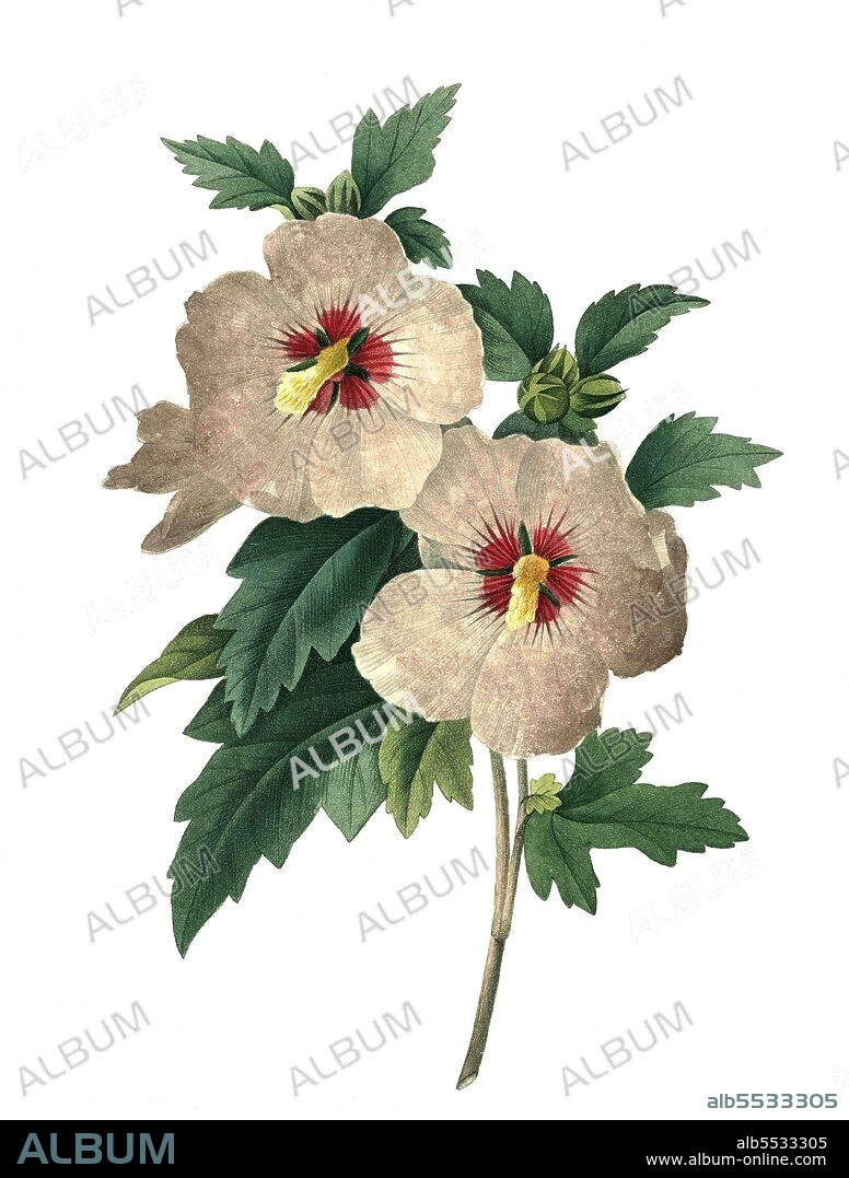 Straucheibisch (Hibiscus syriacus), auch Scharonrose, Syrischer Eibisch, Garteneibisch oder Festblume .