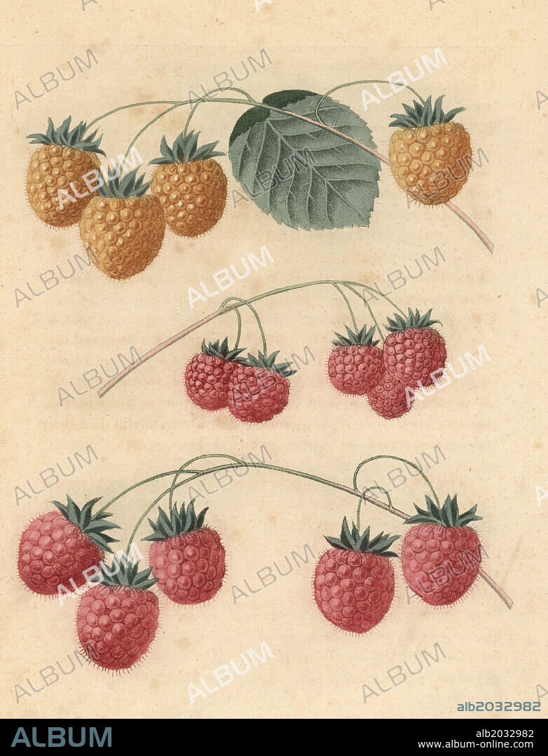 Raspberry varieties: red Antwerp, white Antwerp and common raspberry. Handcoloured stipple engraving of an illustration by George Brookshaw from his own "Pomona Britannica," London, Longman, Hurst, etc., 1817. The quarto edition of the original folio edition published from 1804-1812. Brookshaw (1751-1823) was a successful cabinet maker who disappeared in the 1790s before returning as a flower painter with the anonymous "New Treatise on Flower Painting," 1797.
