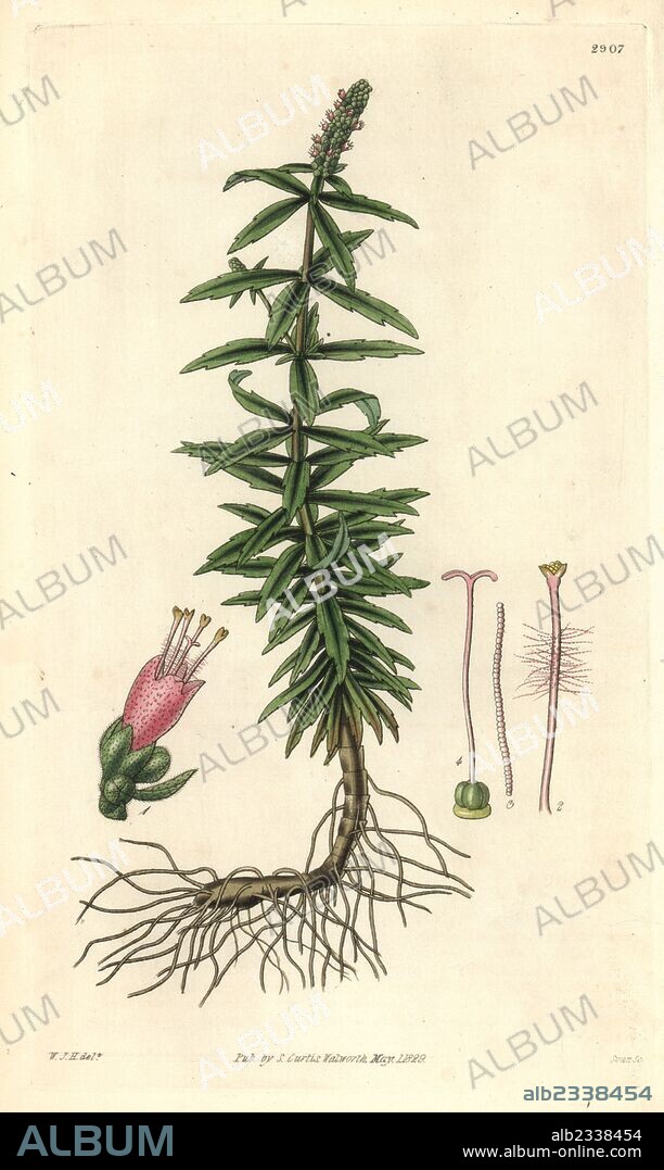 Pogostemon crassicaulis (Whorled mint, Mentha verticillata). Handcoloured copperplate engraving by Swan after an illustration by William Jackson Hooker from Samuel Curtis's "Botanical Magazine," London, 1829.