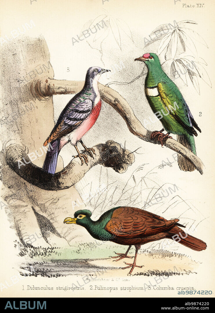 Critically endangered tooth-billed pigeon, Didunculus strigirostris 1, white-bibbed fruit dove, Ptilinopus rivoli 2, and Luzon bleeding-heart, Gallicolumba luzonica 3. Handcoloured lithograph by Bauerrichter from Adam Whites Popular History of Birds, Lowell Reeve, Covent Garden, London, 1855.