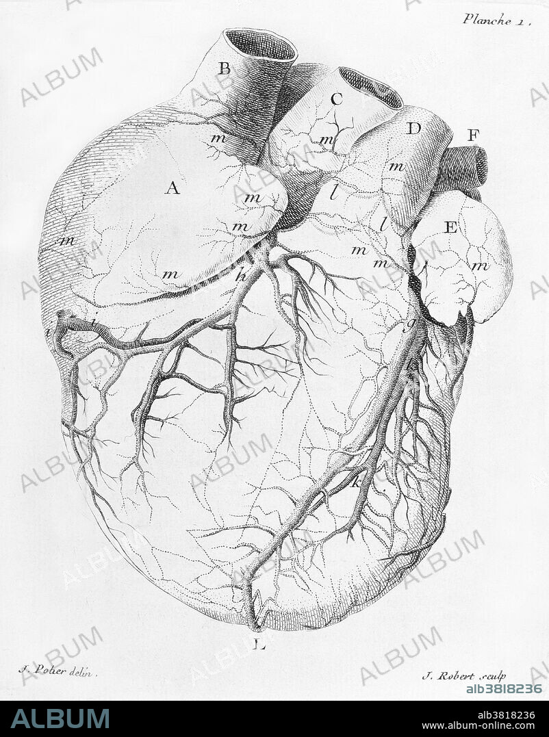 An 18th-century illustration showing the anatomy of the heart, including its coronary arteries. This artwork is from "Traite de la structure du coeur, de son action, et de ses maladies" (1749) by the French physician and anatomist Jean-Baptiste Senac (1693-1770). Senac carried out important advances in studies of the heart, including writings on heart disorders.