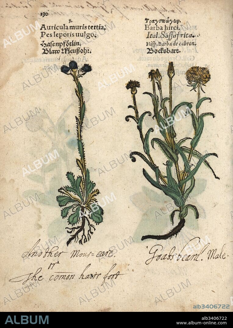 Mouse-ear hawkweed, Hieracium pilosella, and meadow salsify or goat's beard, Tragopogon pratensis. Handcoloured woodblock engraving of a botanical illustration from Adam Lonicer's Krauterbuch, or Herbal, Frankfurt, 1557. This from a 17th century pirate edition or atlas of illustrations only, with captions in Latin, Greek, French, Italian, German, and in English manuscript.