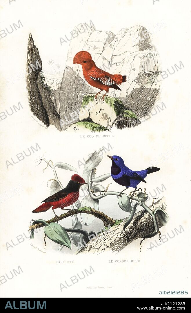 Guianan cock-of-the-rock, Rupicola rupicola, Guianan red cotinga, Phoenicircus carnifex, and banded cotinga, Cotinga maculata (endangered). Handcoloured engraving on steel by Pardinel after a drawing by Edouard Travies from Richard's "New Edition of the Complete Works of Buffon," Pourrat Freres, Paris, 1837.