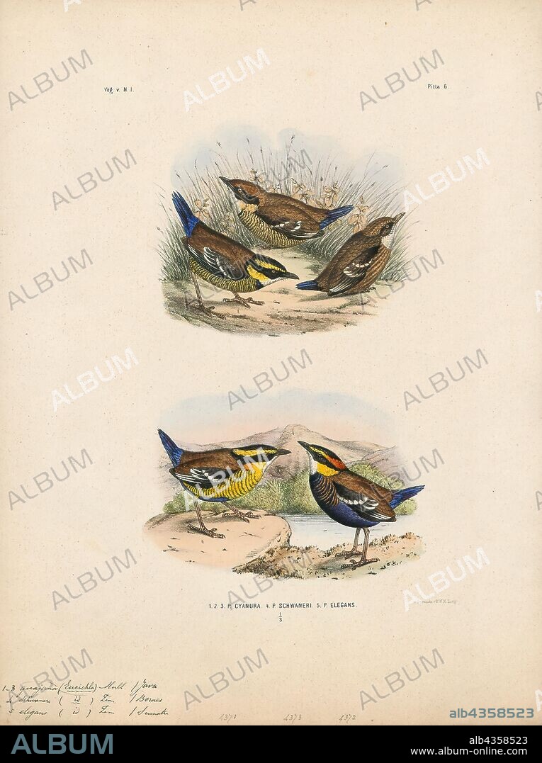 Pitta guajana, Print, The Javan banded pitta (Hydrornis guajanus) is a species of bird in the family Pittidae. It is found in Java and Bali. It was formerly considered conspecific with the Bornean and Malayan banded pittas. Together, they were referenced as the banded pitta., 1863-1876.