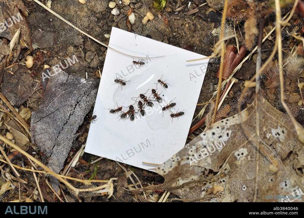 Odorous House Ants - Album alb3840046