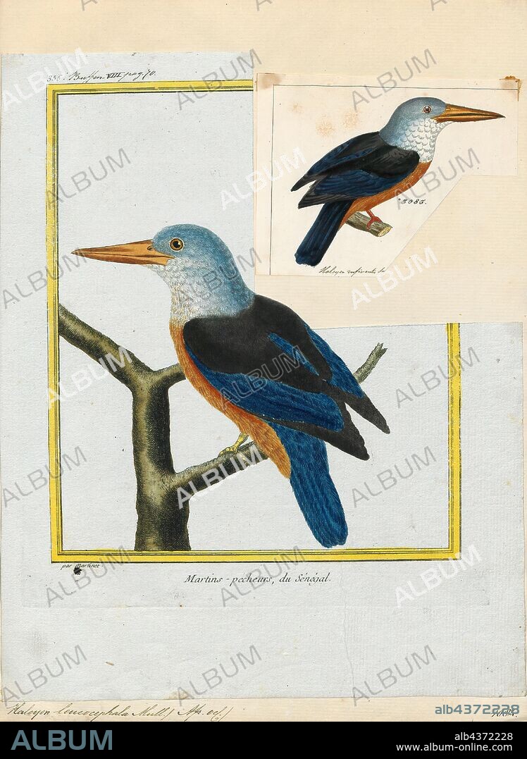 Halcyon leucocephala, Print, The grey-headed kingfisher (Halcyon leucocephala) has a wide distribution from the Cape Verde Islands off the north-west coast of Africa to Mauritania, Senegal and Gambia, east to Ethiopia, Somalia and southern Arabia and south to South Africa., 1700-1880.