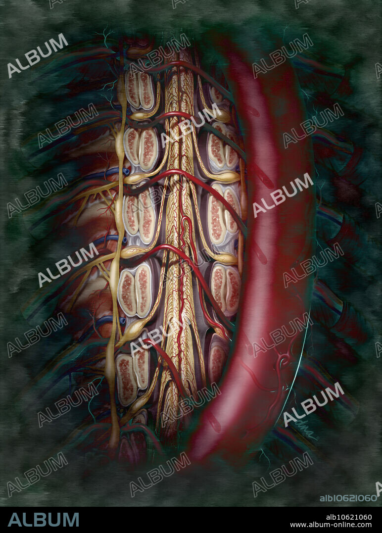 Anatomy plate of the Artery of Adamkiewicz, which is the largest anterior segmental medullary artery and the dominant artery to supply the spinal cord.