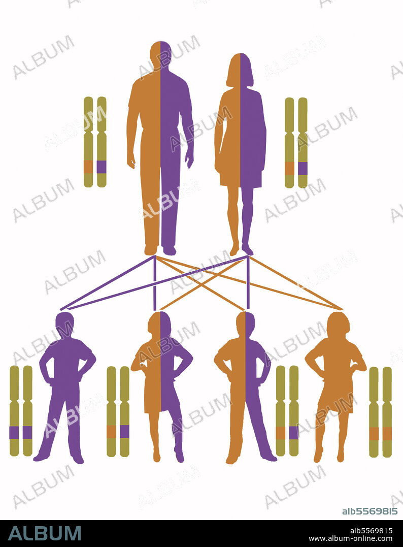 Infographic showing inheritance pattern for autosomal recessive genes.