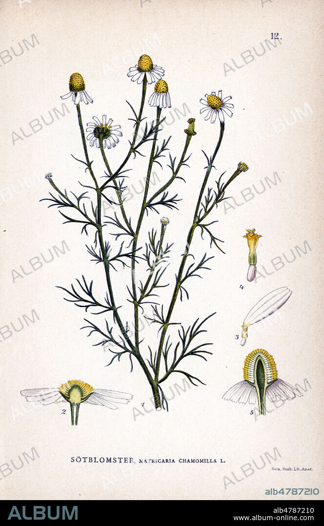 CAMOMILLE SAUVAGE, Matricaria chamomilla (camomille allemande ou petite camomille) . Chromolithographie in La FLORE des pays nordiques , 1905. les illustrations sont realisees a partir des oeuvres de Johan Wilhelm Palmstruch (1802-1843). Chromolithograph from Carl Lindman's "Bilder ur Nordens Flora" (Pictures of Northern Flora), Stockholm, Wahlstr¨m & Widstrand, 1905. Lindman (1856-1928) was Professor of Botany at the Swedish Museum of Natural History (Naturhistoriska Riksmuseet). The chromolithographs were based on Johan Wilhelm Palmstruch's "Svensk botanik" (1802-1843).