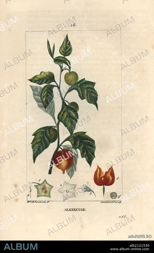 Chinese lantern or winter cherry, Physalis alkekengi, with ripe fruit in papery cover. Handcoloured stipple copperplate engraving by Lambert Junior from a drawing by Anne-Ernestine Panckoucke from Chaumeton, Poiret et Chamberet's "La Flore Medicale," Paris, Panckoucke, 1830. Madame Anne-Ernestine Panckoucke (1784-1860) was a talented student of Pierre-Joseph Redoute and wife of the publisher Panckoucke.