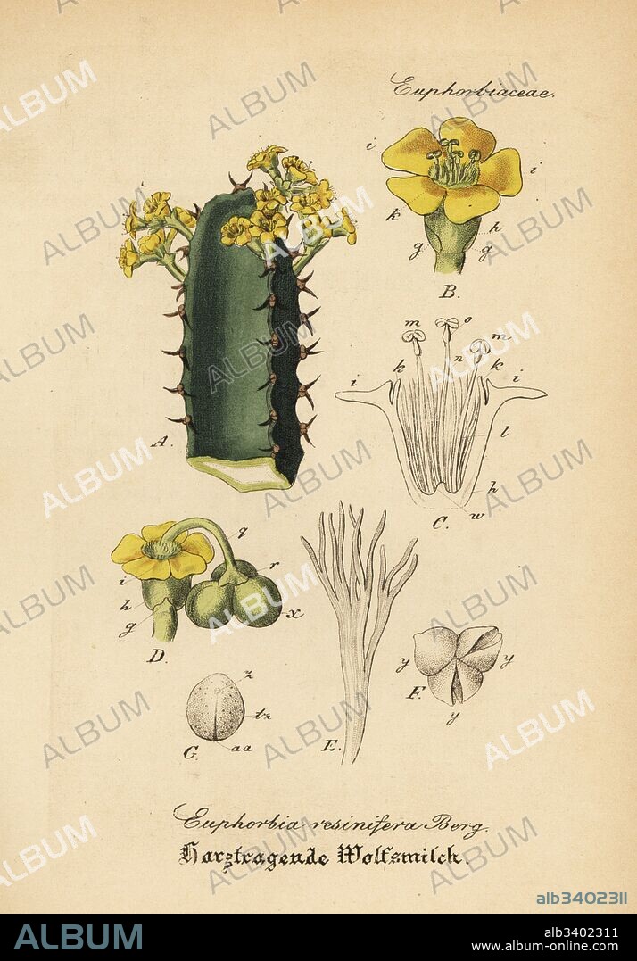 Resin spurge, Euphorbia resinifera. Handcoloured copperplate engraving from Dr. Willibald Artus' Hand-Atlas sammtlicher mediinisch-pharmaceutischer Gewachse, (Handbook of all medical-pharmaceutical plants), Jena, 1876.