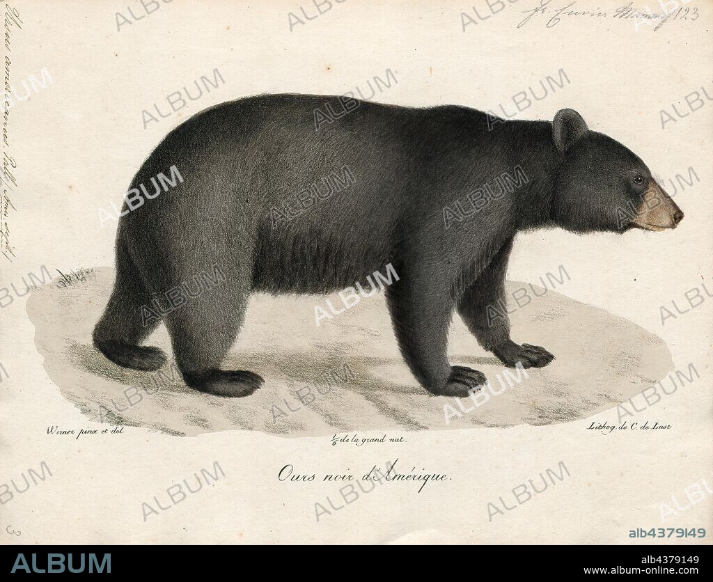 Ursus americanus, Print, The American black bear (Ursus americanus) is a medium-sized bear native to North America. It is the continent's smallest and most widely distributed bear species. American black bears are omnivores, with their diets varying greatly depending on season and location. They typically live in largely forested areas, but do leave forests in search of food. Sometimes they become attracted to human communities because of the immediate availability of food. The American black bear is the world's most common bear species., 1700-1880.