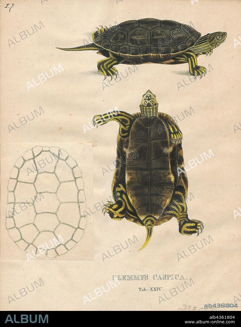 Small semi hot sale aquatic turtles