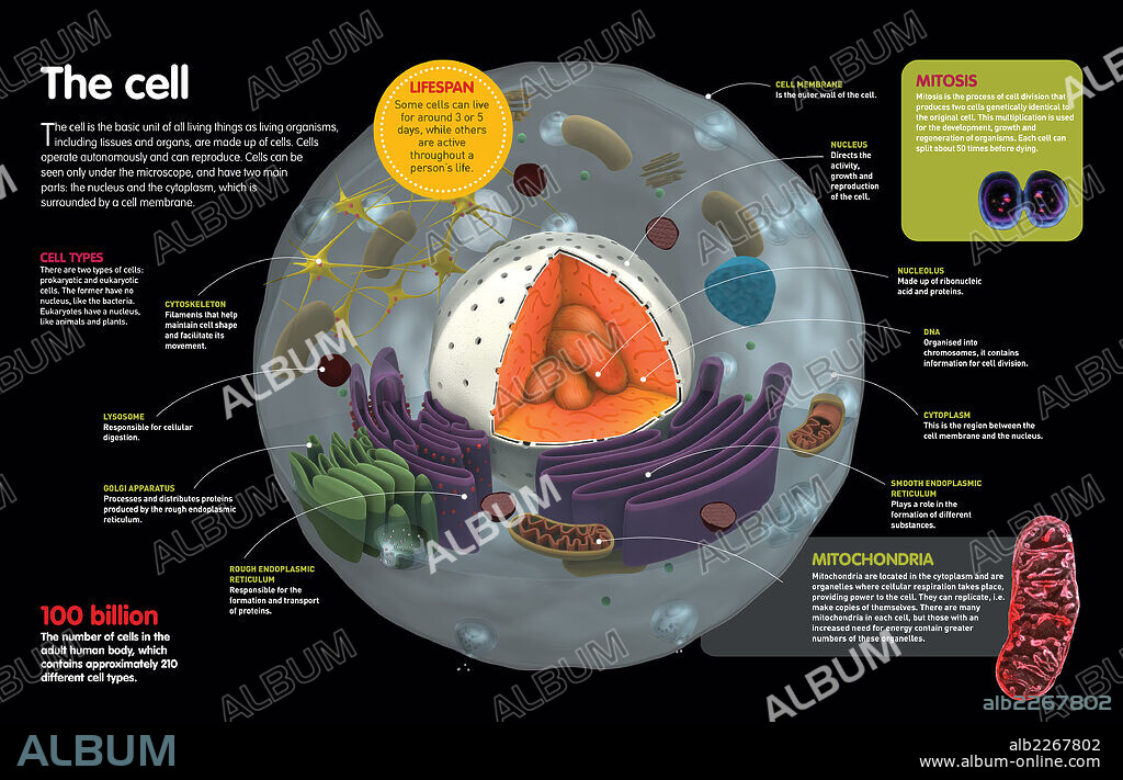 The Cell. Infographic where the parts of a cell are described, its types and its functions.