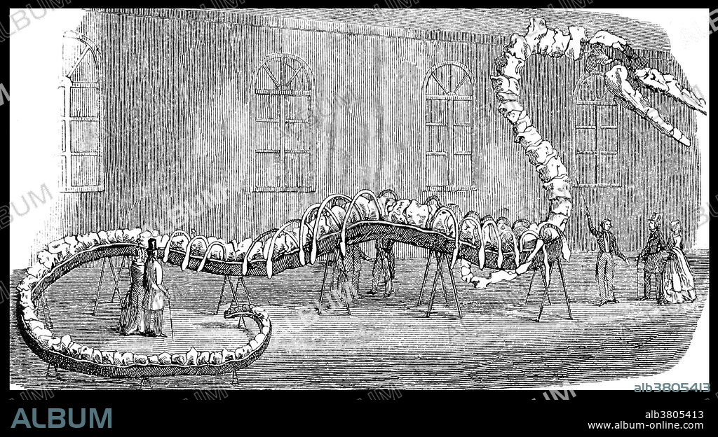 Basilosaurus cetoides belongs to an extinct group of whales known as the Archaeoceti that lived 40 to 34 million years ago. It grew 40 to 65 feet in length, and was the largest known animal of its day. In 1834, Richard Harlan first described a single backbone "of enormous dimensions," which had been discovered along with other fragmentary remains in Arkansas, which he called Basilosaurus. Ten years after Harlan's discovery, Albert Koch, showman, and proprietor of the St. Louis Museum, set out to find the remains of a "gigantic fossil reptile," which he intended to mount for display in a traveling exhibit to raise money for his collecting expeditions. He found numerous fossil bones, including a complete skull and announced that he had discovered a new species of reptile that he named Hydrarchos. In 1845, he exhibited the "great sea serpent" in NYC, for an entry fee of 25 cents. Leading the public to believe that the bones were from an individual skeleton, he claimed that it measured 114 feet long and weighed 7500 pounds.