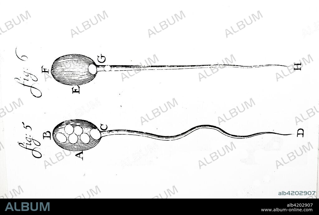 Engraving depicting the spermatozoon of a male. Dated 17th century.