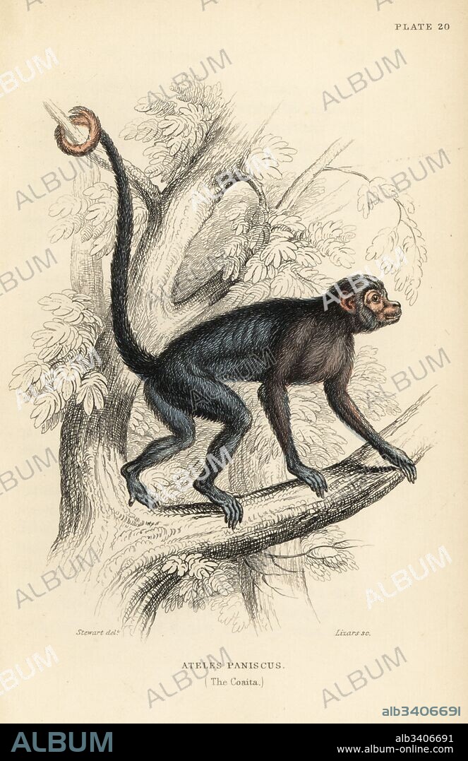 Red-faced spider monkey, Ateles paniscus (Coaita). Vulnerable. Handcoloured steel engraving by W.H. Lizars after an illustration by James Stewart from Sir William Jardine's Naturalist's Library: Monkeys, Edinburgh, 1844.