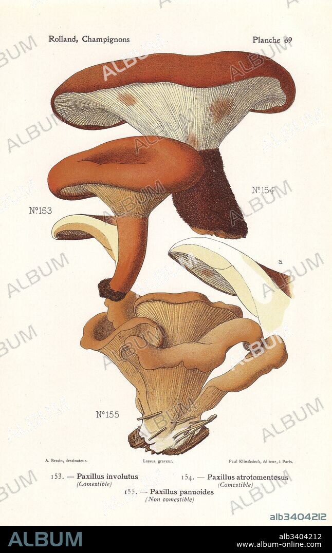 Brown roll-rim, Paxillus involutus, velvet rollrim, Paxillus atrotomentosus, and Tapinella panuoides (Paxillus panuoides). Chromolithograph by Lassus after an illustration by A. Bessin from Leon Rolland's Guide to Mushrooms from France, Switzerland and Belgium, Atlas des Champignons, Paul Klincksieck, Paris, 1910.
