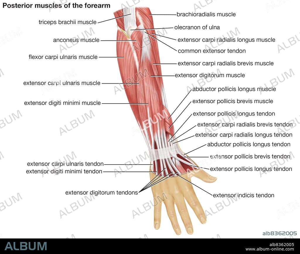 The posterior view of the muscles of the human forearm.