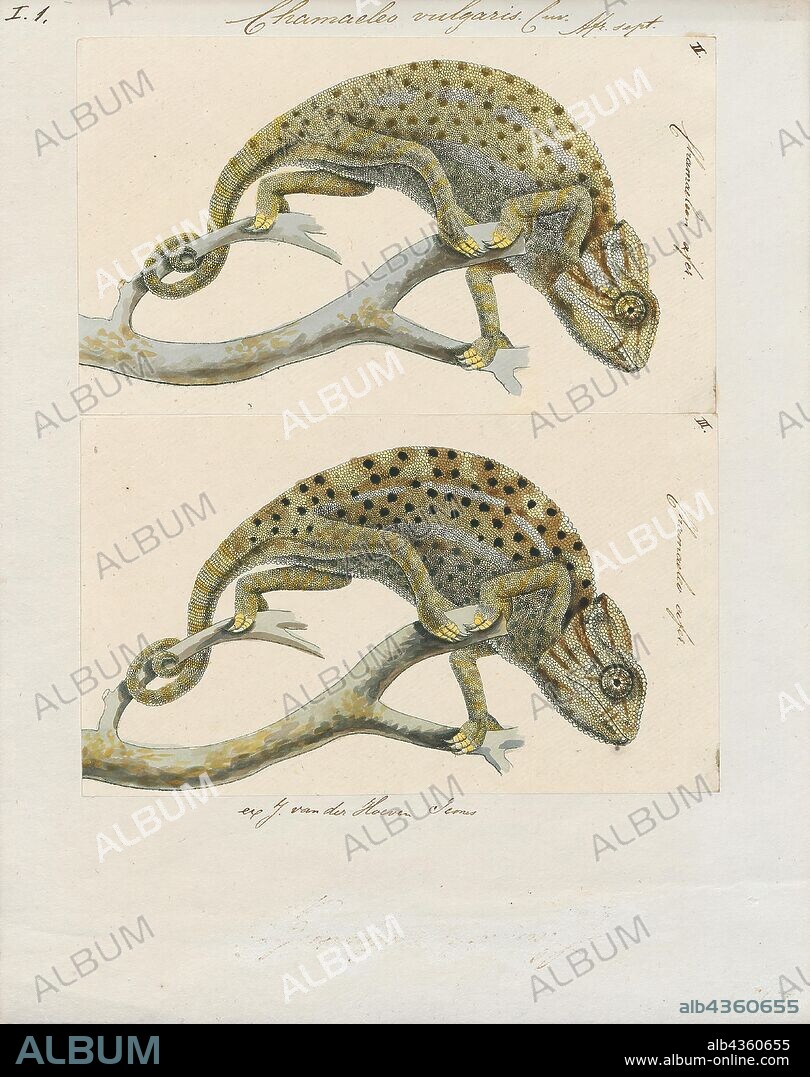 Chamaeleo vulgaris, Print, Chamaeleo dilepis, flap-necked chameleon. Chamaeleo is a genus of chameleons found primarily in the mainland of sub-saharan Africa, but a few species are also present in northern Africa, southern Europe and southern Asia east to India and Sri Lanka., 1700-1880.