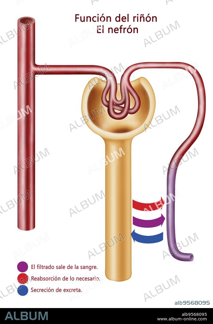 Diagram of a nephron, the functional unit of excretion in the human kidney.