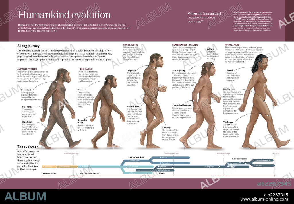 Evolution of Humankind. Computer graphics about the evolution of Humankind from Australopithecus to Homo Sapiens (from 4 million years to 150,000 ago).