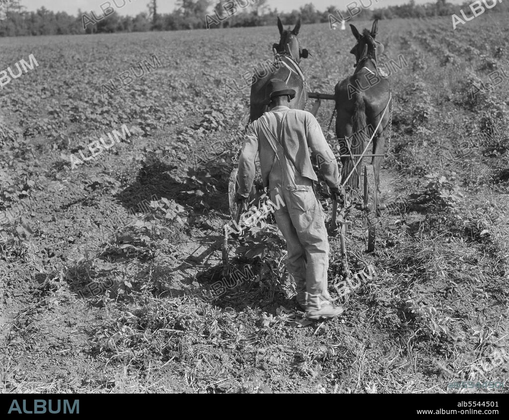 DOROTHEA LANGE. Sharecropper cultivating cotton with team Near