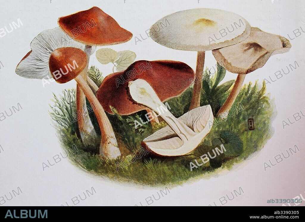 Rhodocollybia butyracea, common name Buttery Collybia, digital reproduction of an ilustration of Emil Doerstling (1859-1940).